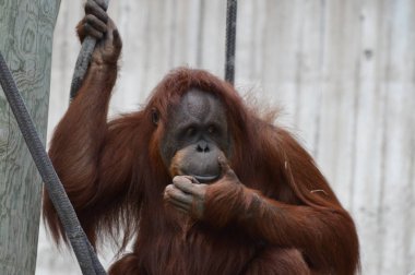 Açık havada orangutan.