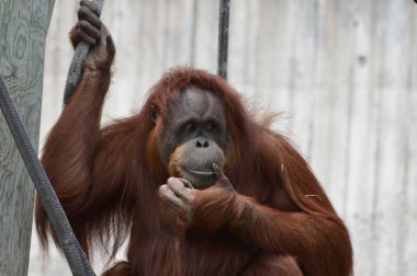 Açık havada orangutan.