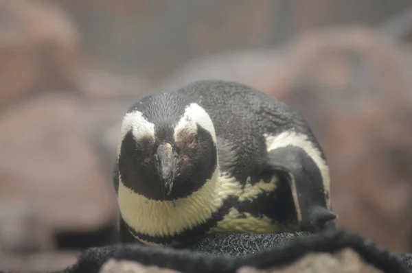 Pinguin Liegt Auf Einem Felsen — Stockfoto