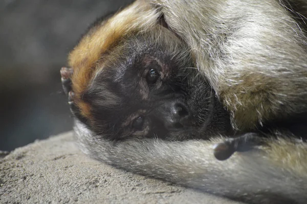 Singe Araignée Posée Sur Rocher — Photo