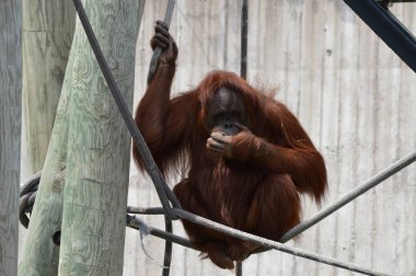 Açık havada orangutan.