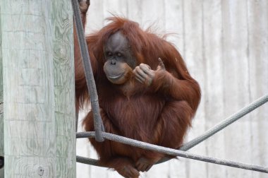 Açık havada orangutan.