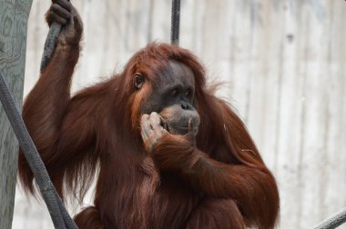 Açık havada orangutan.