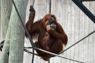 Açık havada orangutan.