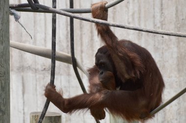 Açık havada erkek orangutan