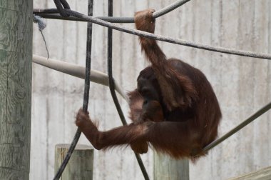 Açık havada erkek orangutan