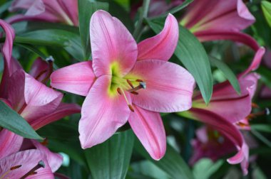 Bahçedeki zambak çiçeği