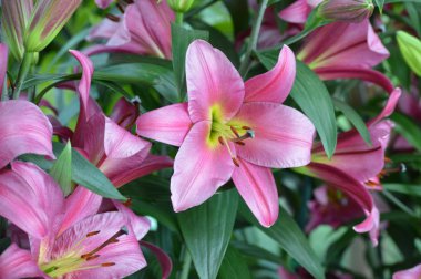 Bahçedeki zambak çiçeği