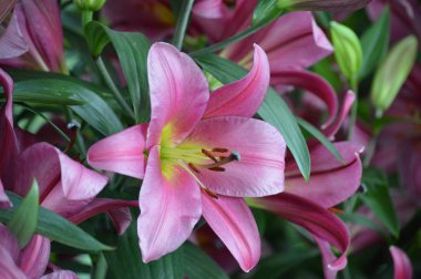 Bahçedeki zambak çiçeği