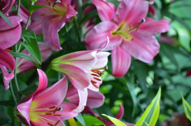 Bahçedeki zambak çiçeği