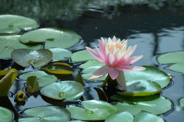 Nilüferler gölette