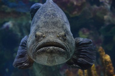 Orfoz yüzme su balık