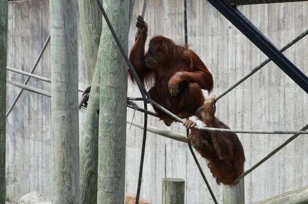 Açık havada orangutan.