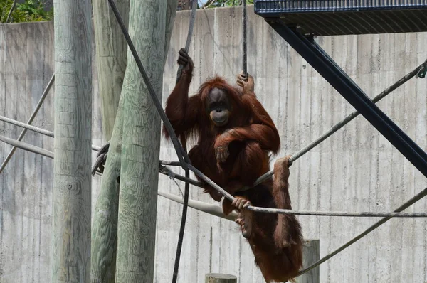 Açık havada orangutan.