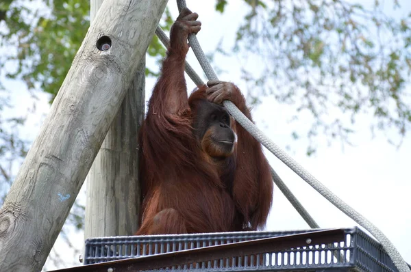 Açık havada orangutan.