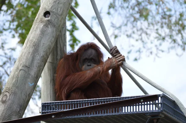 Açık havada orangutan.