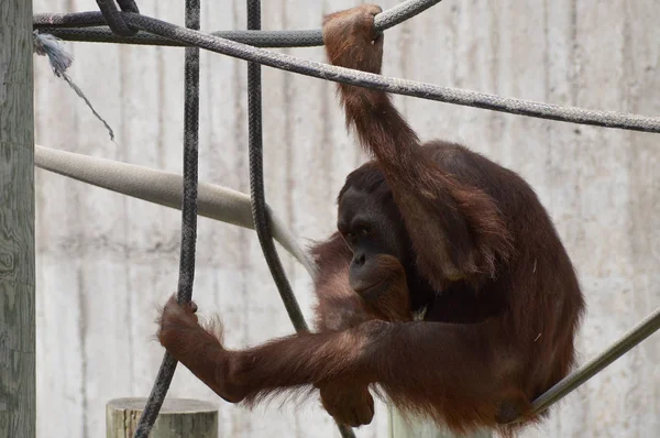 Açık havada erkek orangutan