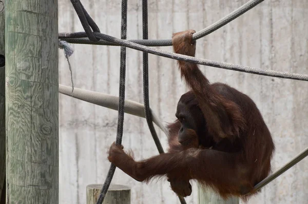 Мужской Орангутанг Открытом Воздухе — стоковое фото
