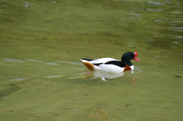 Patos Água — Fotografia de Stock