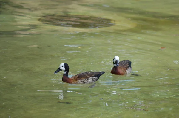 Patos Água — Fotografia de Stock