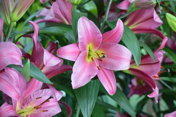 Lily Flower Garden — Stock Photo, Image