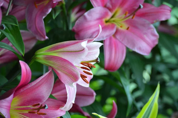 庭のユリの花 — ストック写真