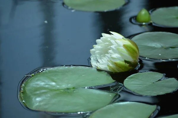 池塘上的睡莲 — 图库照片