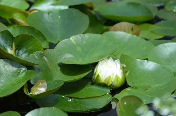 Waterlelie Vijver — Stockfoto