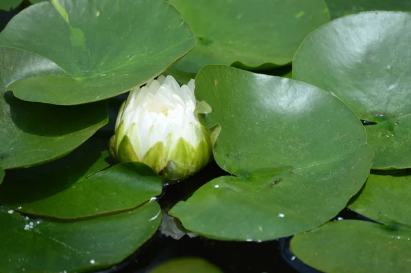 Water Lily Pond — Stock Photo, Image