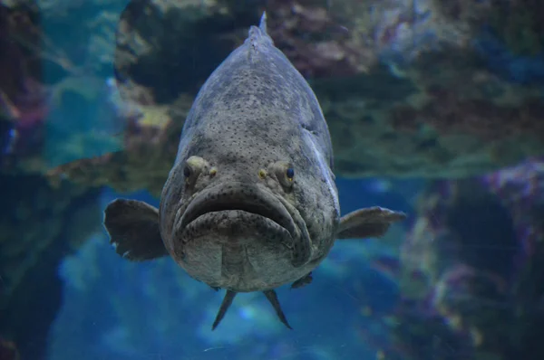 Grouper Ryby Pływanie Wodzie — Zdjęcie stockowe