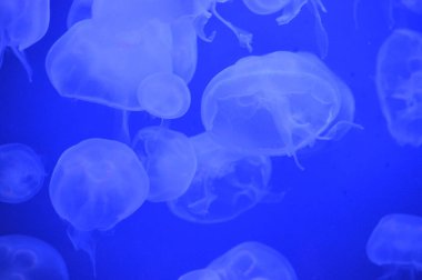 İçinde belgili tanımlık tank beyaz denizanası