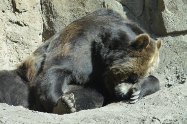 Kuzey Amerika boz ayısı pisliğin içinde yatıyor