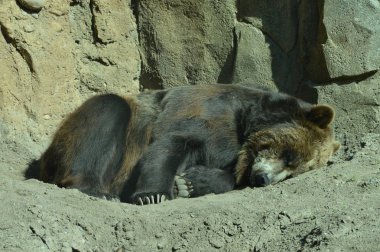 Kuzey Amerika boz ayısı pisliğin içinde yatıyor