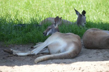 Kanguru açık havada