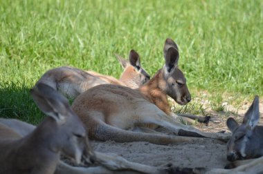 Kanguru açık havada