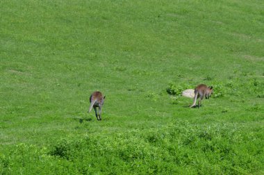 Kanguru açık havada