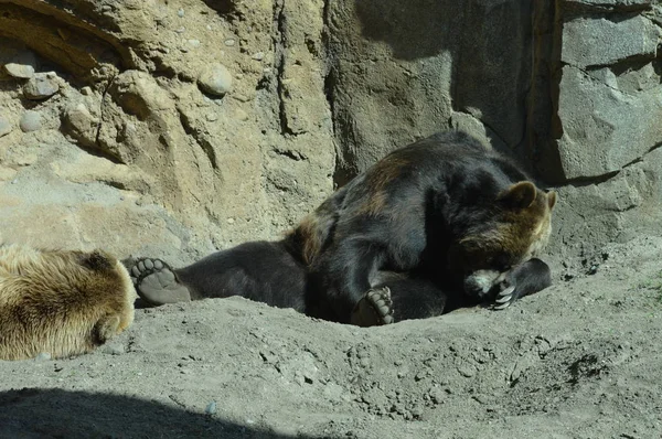 Grizzly Bear Slapen Het Vuil — Stockfoto