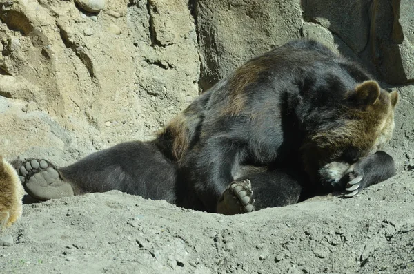 Grizzly Sopportare Dormire Nella Sporcizia — Foto Stock