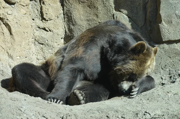 Niedźwiedź Grizzly Spanie Brud — Zdjęcie stockowe