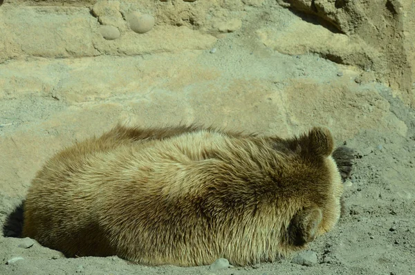 Medvěd Grizzly Spát Blátě — Stock fotografie