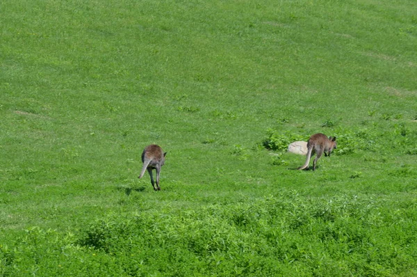 Kanguru açık havada