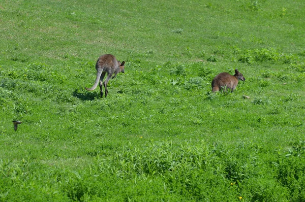 Wallaby Freien — Stockfoto