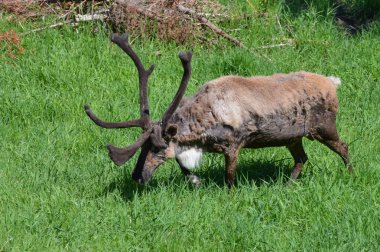 Otların arasında yürüyüş Ren geyiği