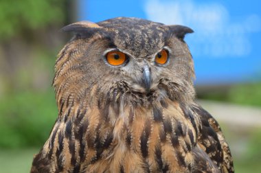 Avrasya kartal baykuş yakın çekim