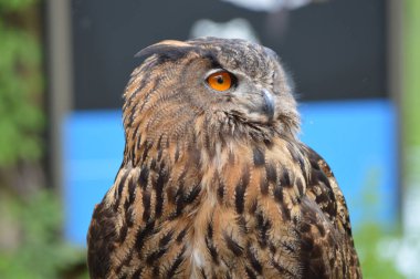 Avrasya kartal baykuş yakın çekim