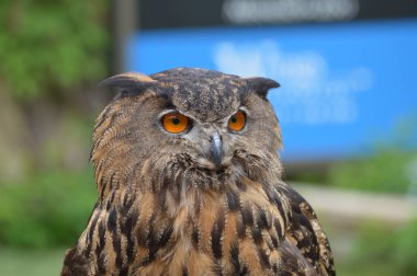 Avrasya kartal baykuş yakın çekim