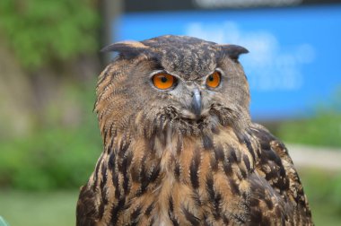 Avrasya kartal baykuş yakın çekim