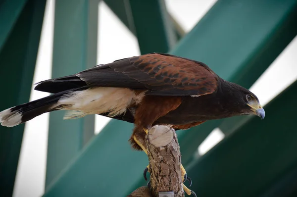 Харріс Hawk Сидить Гілці — стокове фото