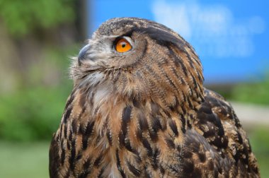 Avrasya kartal baykuş yakın çekim