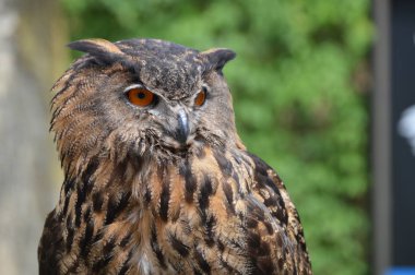 Avrasya kartal baykuş yakın çekim